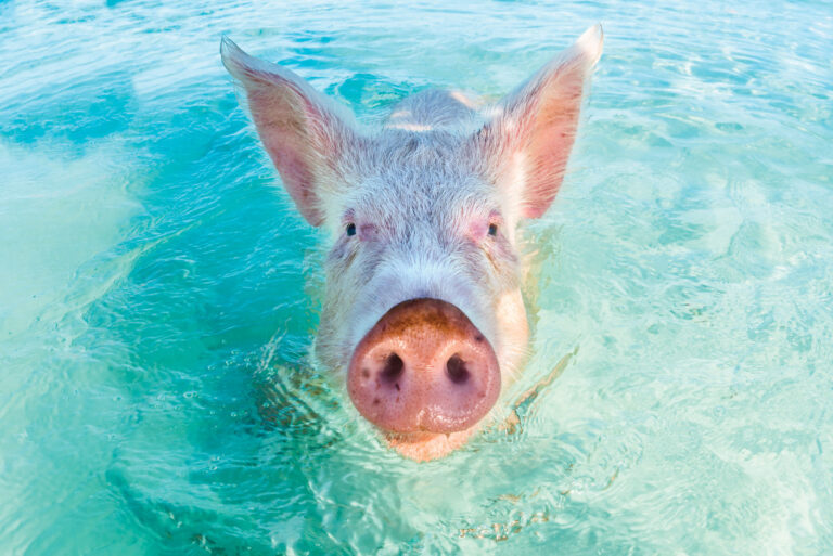 Big Major Cay swimming pig