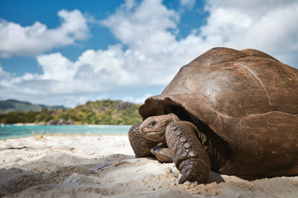 Giant Tortoise