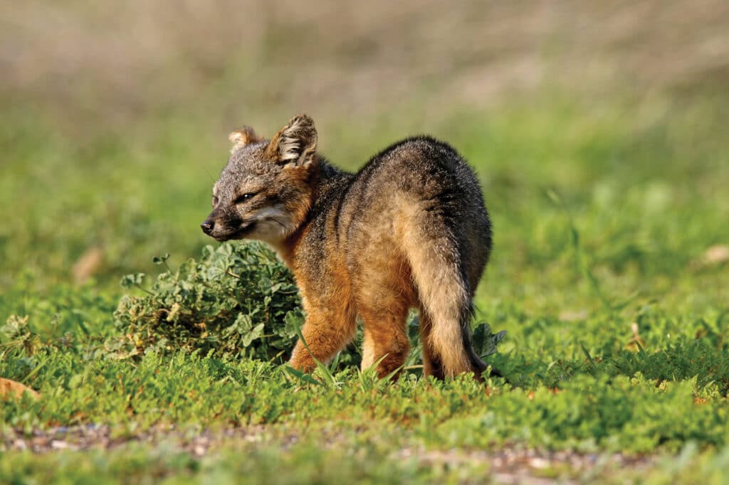 Catalina Island fox